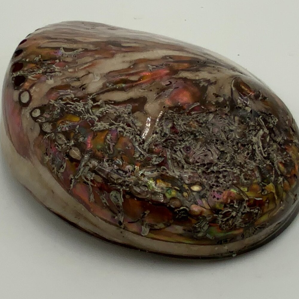 Vintage Large Polished Iridescent Natural Abalone Sea Snail Haliotis Seashell